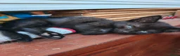 Mixed Breed cats for sale: Four kittens  - Advert 9