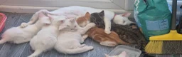 Mixed Breed cats for sale: Beautiful kittens in Rayleigh - Advert 2