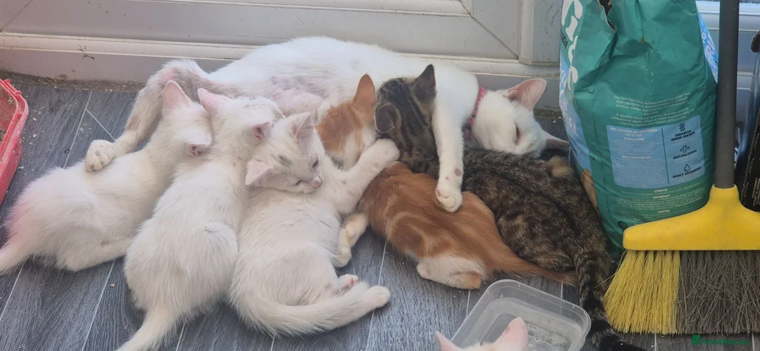 Mixed Breed cats for sale: Beautiful kittens in Rayleigh - Advert 2