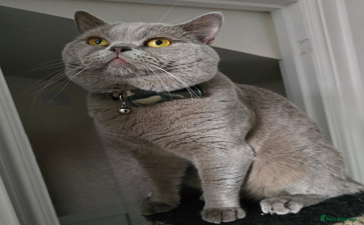 British Shorthair cats - Advert 4