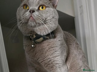 British Shorthair cats - Advert 34