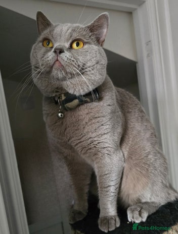 British Shorthair cats - Advert 7