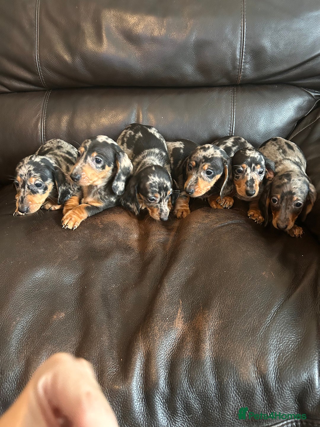 Miniature Dachshund dogs for sale: Dachshund puppies boys and girls ready now - Advert 28