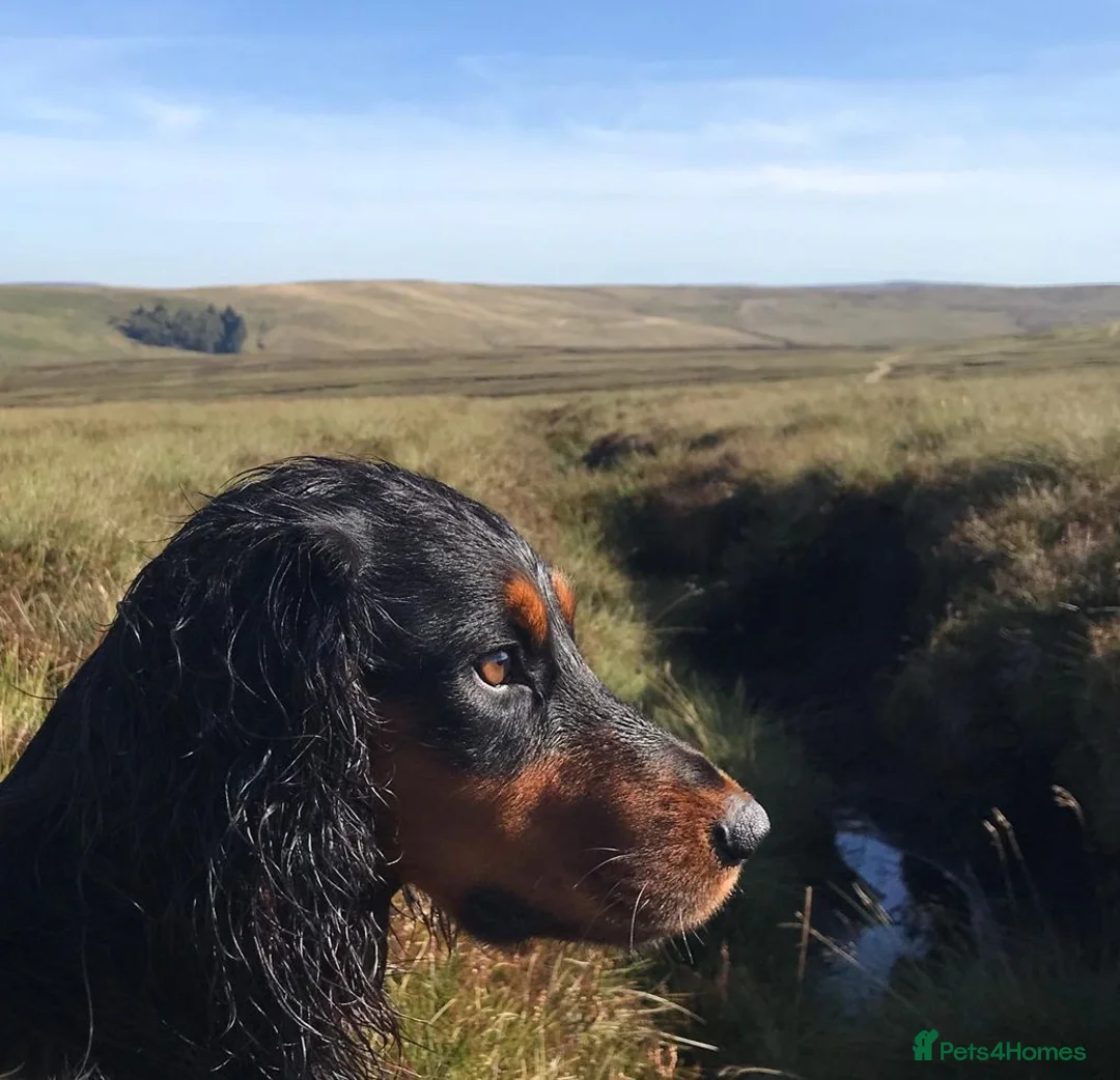 Cocker Spaniel dogs for stud: Proven Tri color cocker spaniel superb pedigr in Durham - Advert 3