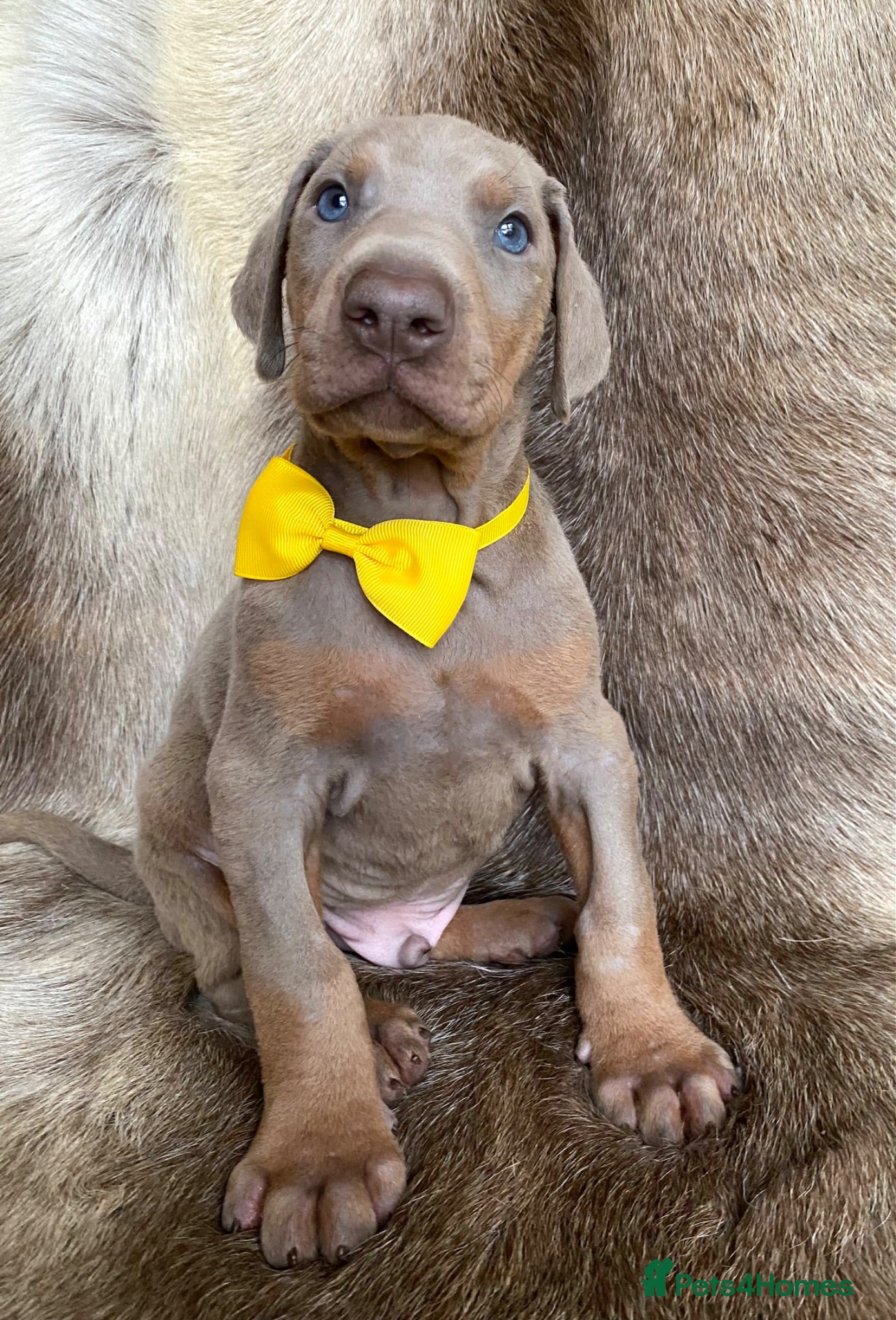Dobermann dogs *KC REGISTERED* HEALTH TESTED DOBERMAN PUPPIES - Advert 1