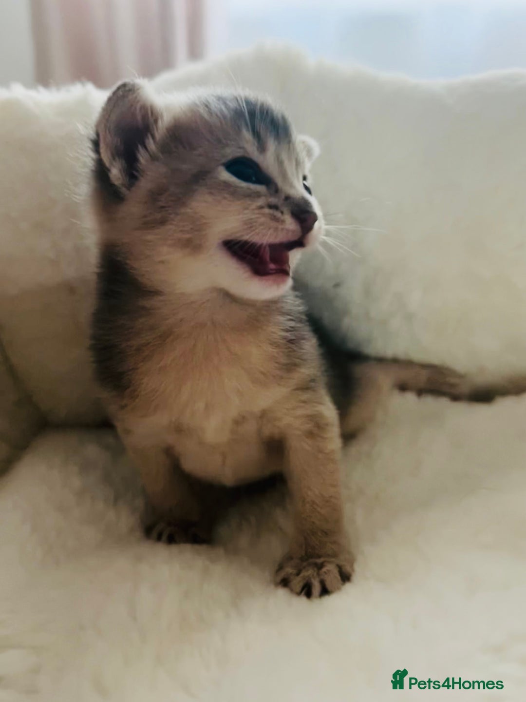 Abyssinian cats for sale: 🥇 5+ Gen Champ🏆 Fawn🤍Blue💙 girls🤎choco🧡ruddy - Image 14