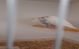 Budgerigars birds for sale: Budgies for sale - Image 15