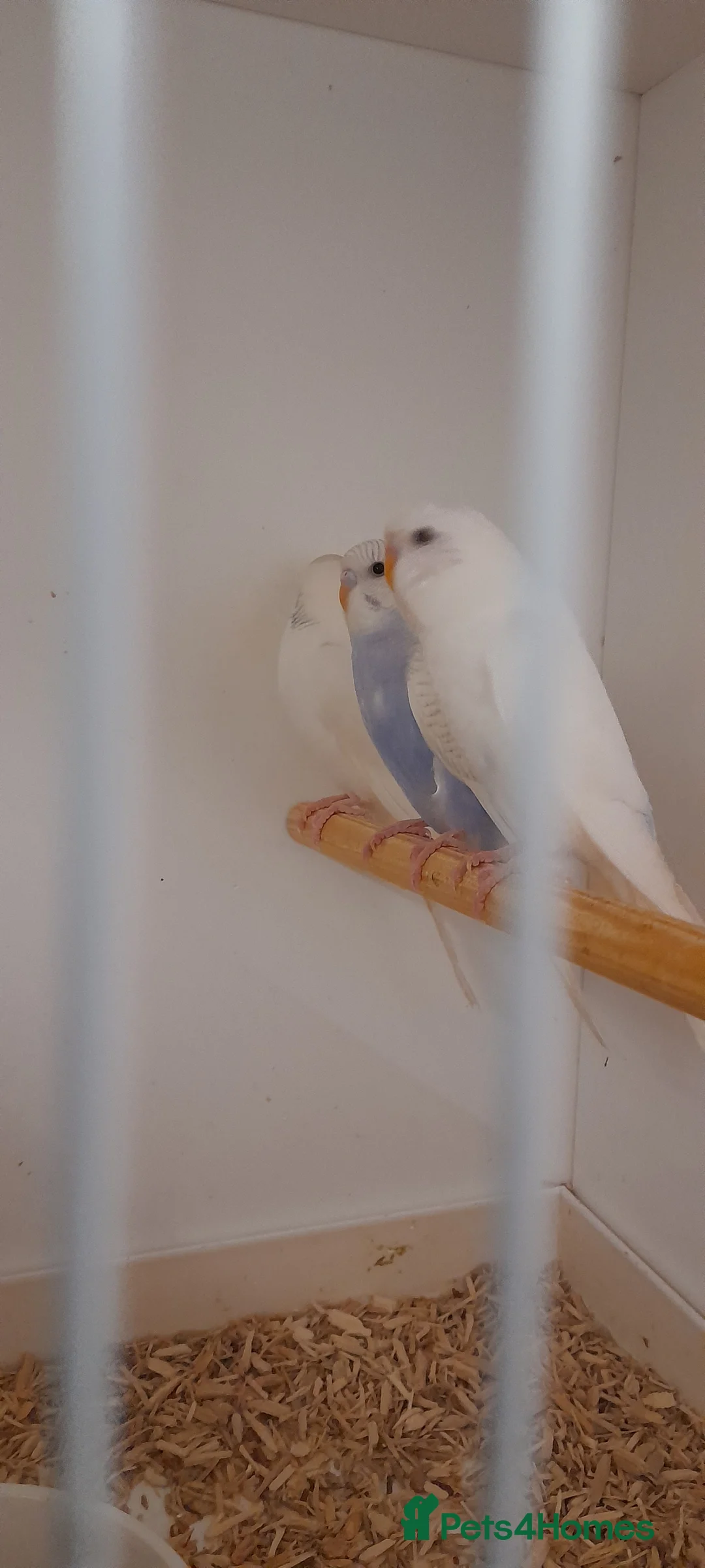 Budgerigars birds for sale: Budgies for sale - Advert 15
