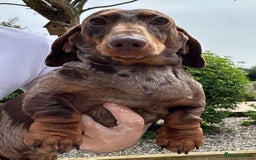 Miniature Dachshund dogs for sale: 🩷Stunning KC Mini Dachshund Puppies READY NOW  - Image 15
