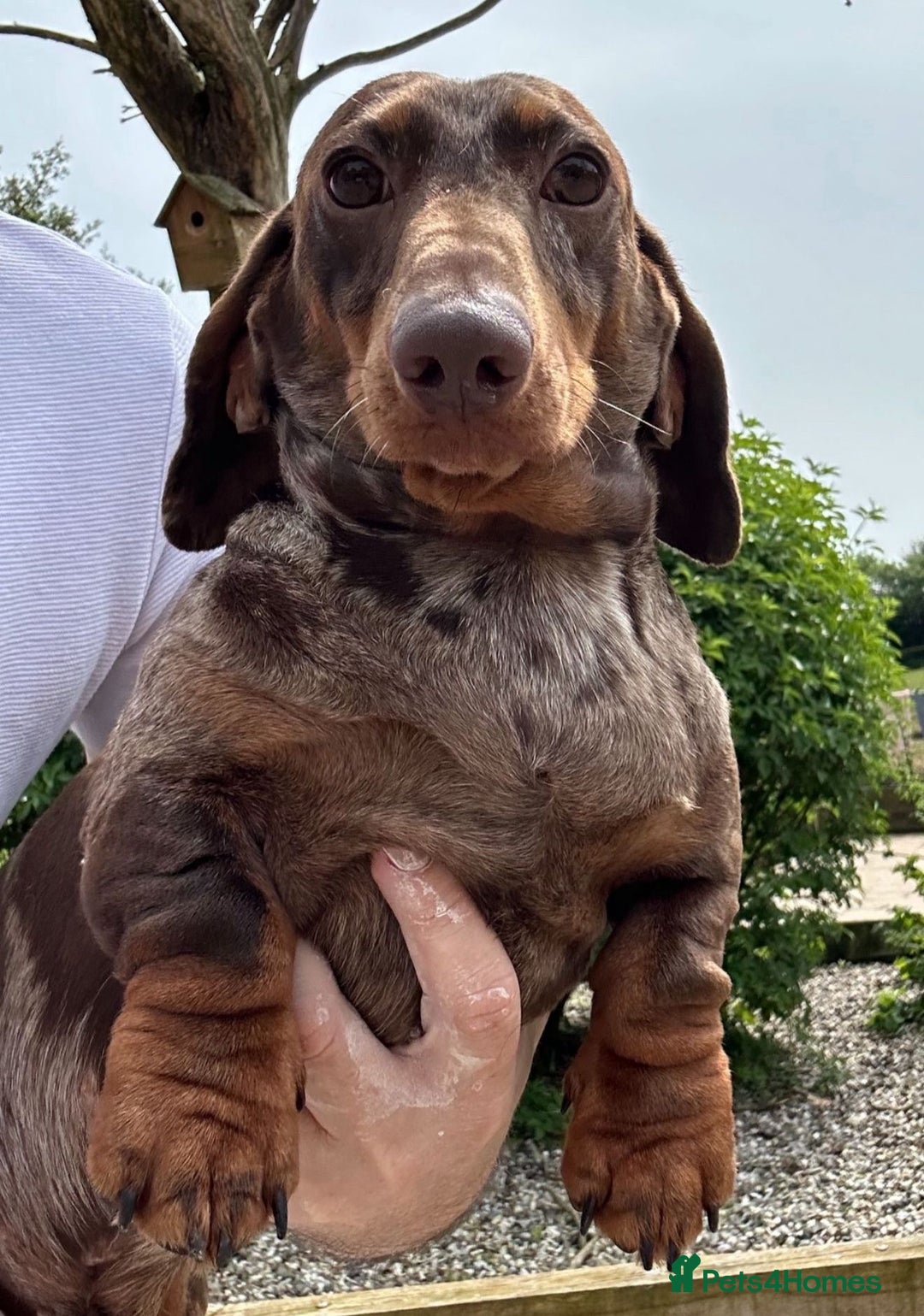 Miniature Dachshund dogs for sale: 🩷Stunning KC Mini Dachshund Puppies READY NOW  - Image 15
