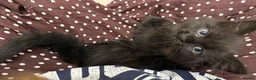 British Longhair cats for sale: Black longhair Kitten🐾 - Advert 7
