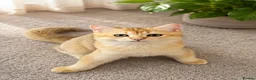 Scottish Fold cats for sale: Scottish Fold & Straight – Elegant Bloodline - Advert 14