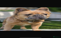 Mixed Breed dogs for sale: Re homing due to work change in circumstances.  - Image 2