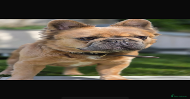 Mixed Breed dogs - Advert 9