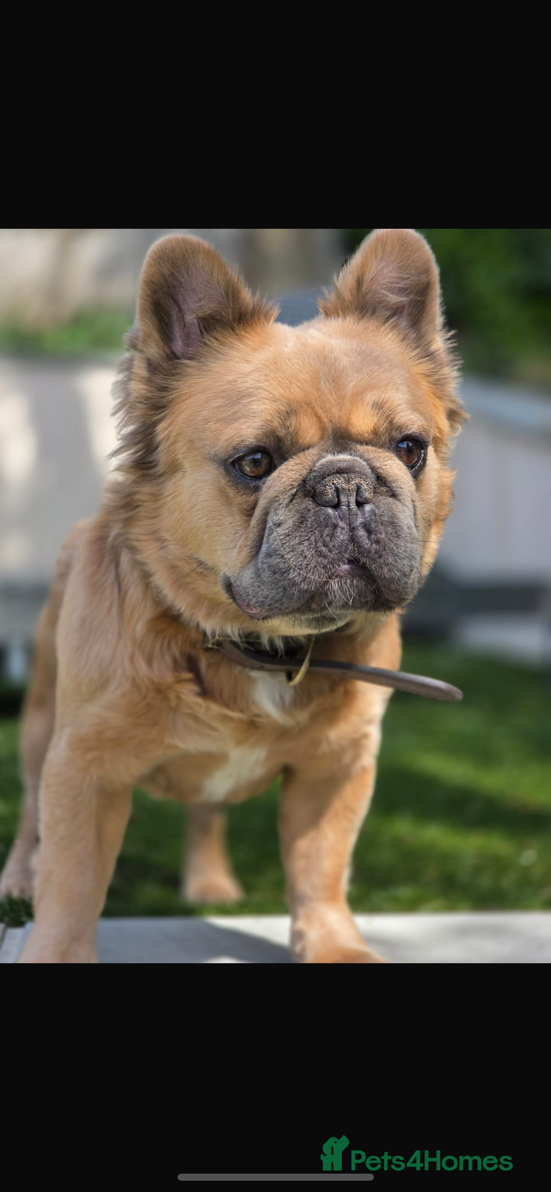 Mixed Breed dogs for sale: Re homing due to work change in circumstances.  - Image 2