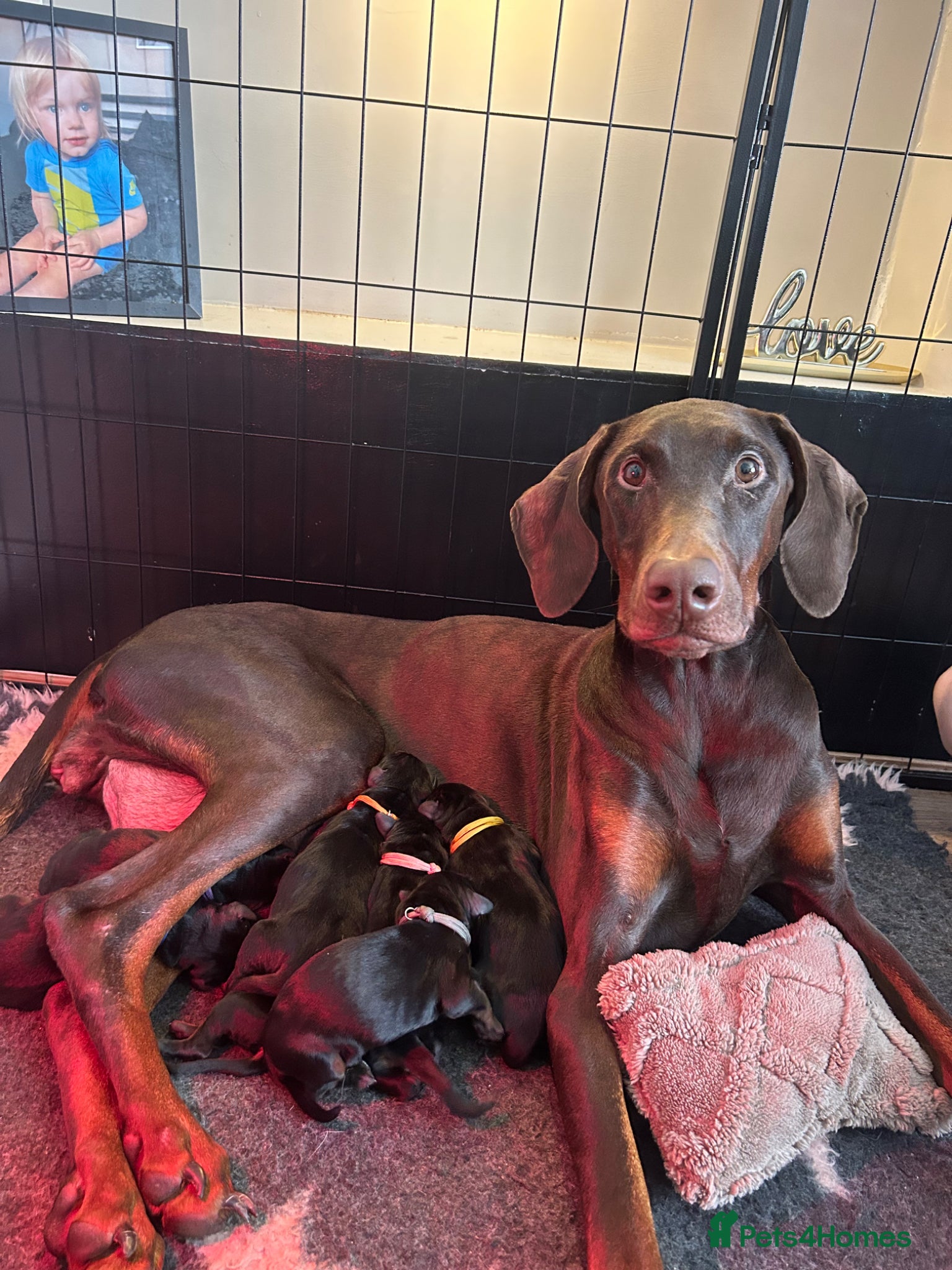 Dobermann dogs 9 Dobermann puppies born 20th april - Advert 6