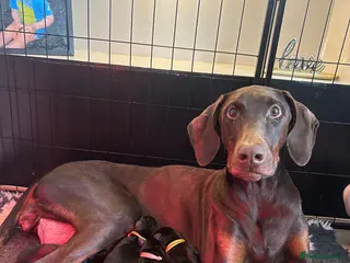 Dobermann dogs 9 Dobermann puppies born 20th april - Advert 6