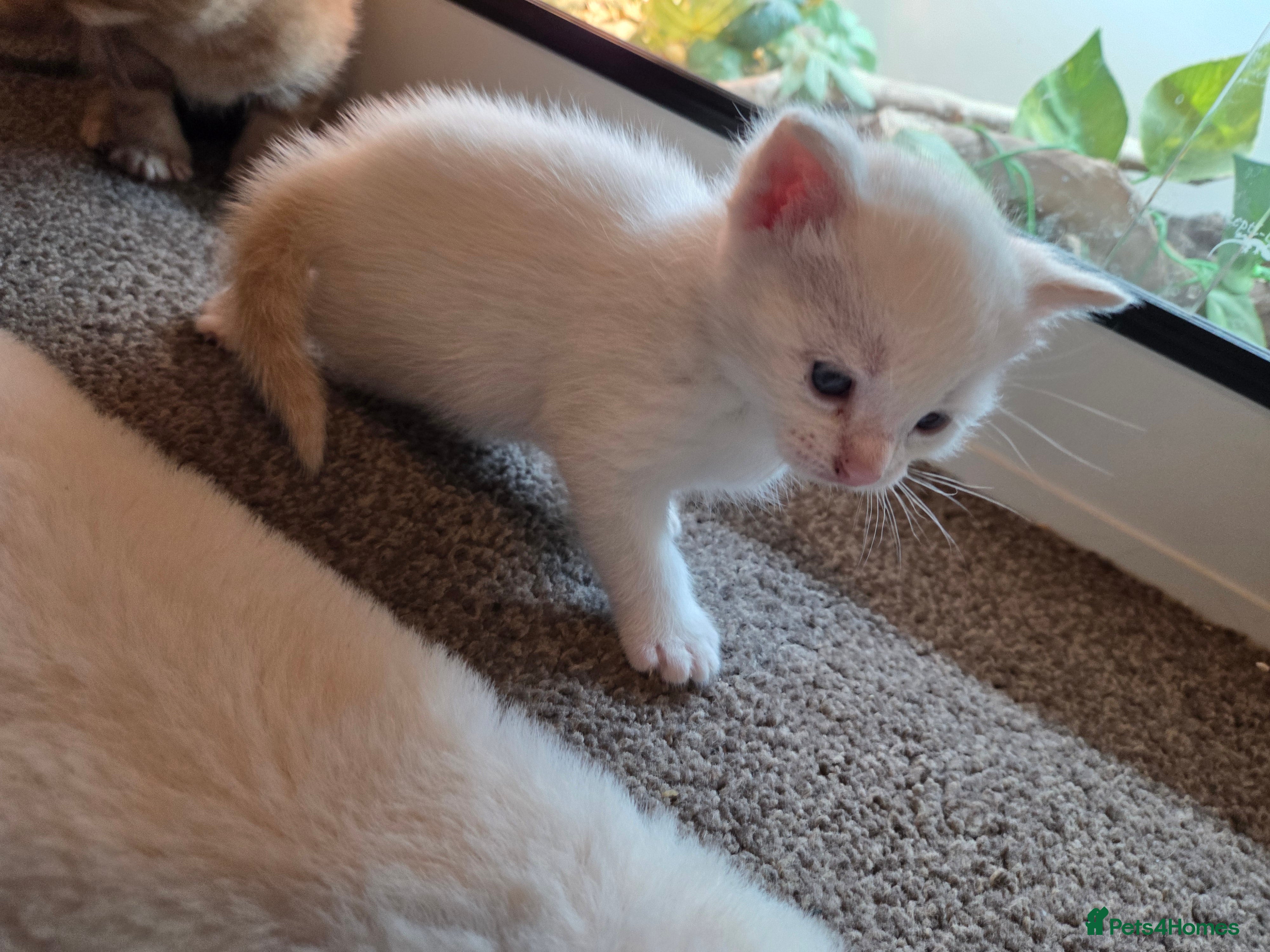 Mixed Breed cats for sale: Half British blue  - Advert 3