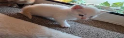 Mixed Breed cats for sale: Half British blue  - Advert 8