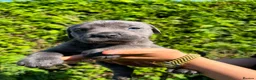 Cane Corso dogs for sale: Cane Corso puppies - Advert 24
