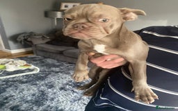 French Bulldog dogs for sale: French bulldog puppy  - Image 2
