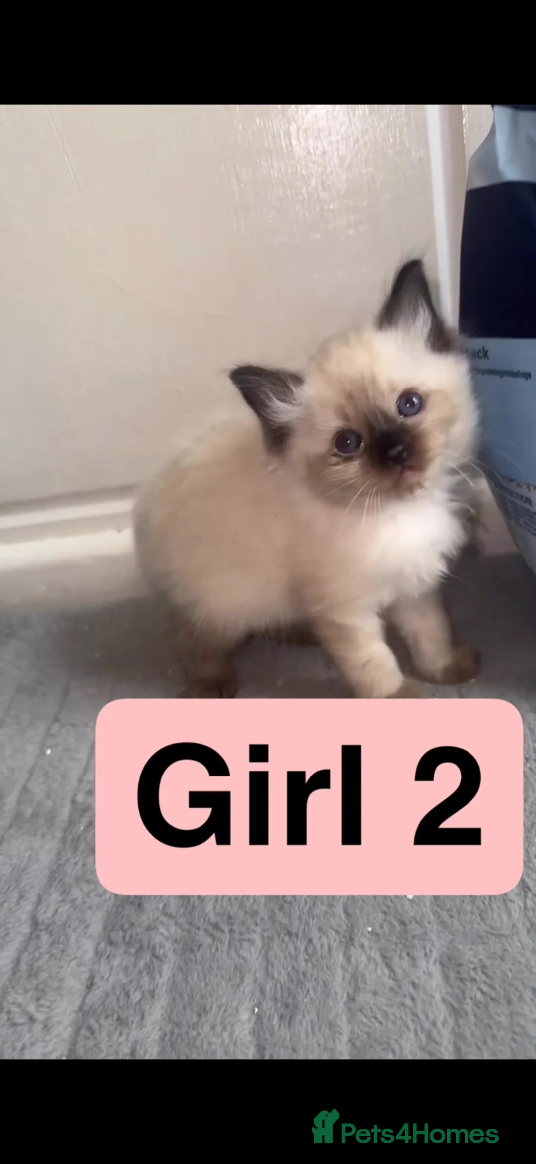 Ragdoll cats for sale: 4 ragdoll kittens for sale  - Advert 2
