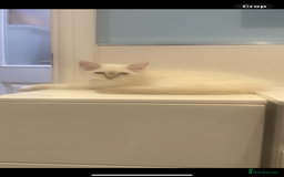 Ragdoll cats for sale: Gccf registered 2 boys left can deliver  - Image 15