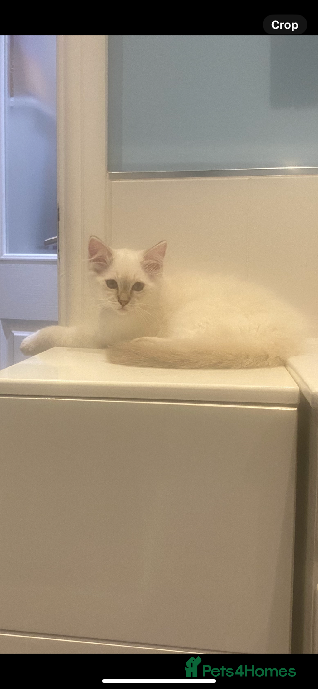 Ragdoll cats for sale: Gccf registered 2 boys left can deliver  - Image 15