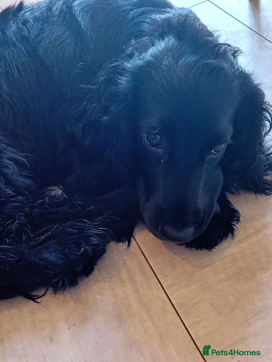 Cocker Spaniel dogs for sale: Loving home wanted in Maidstone - Advert 1