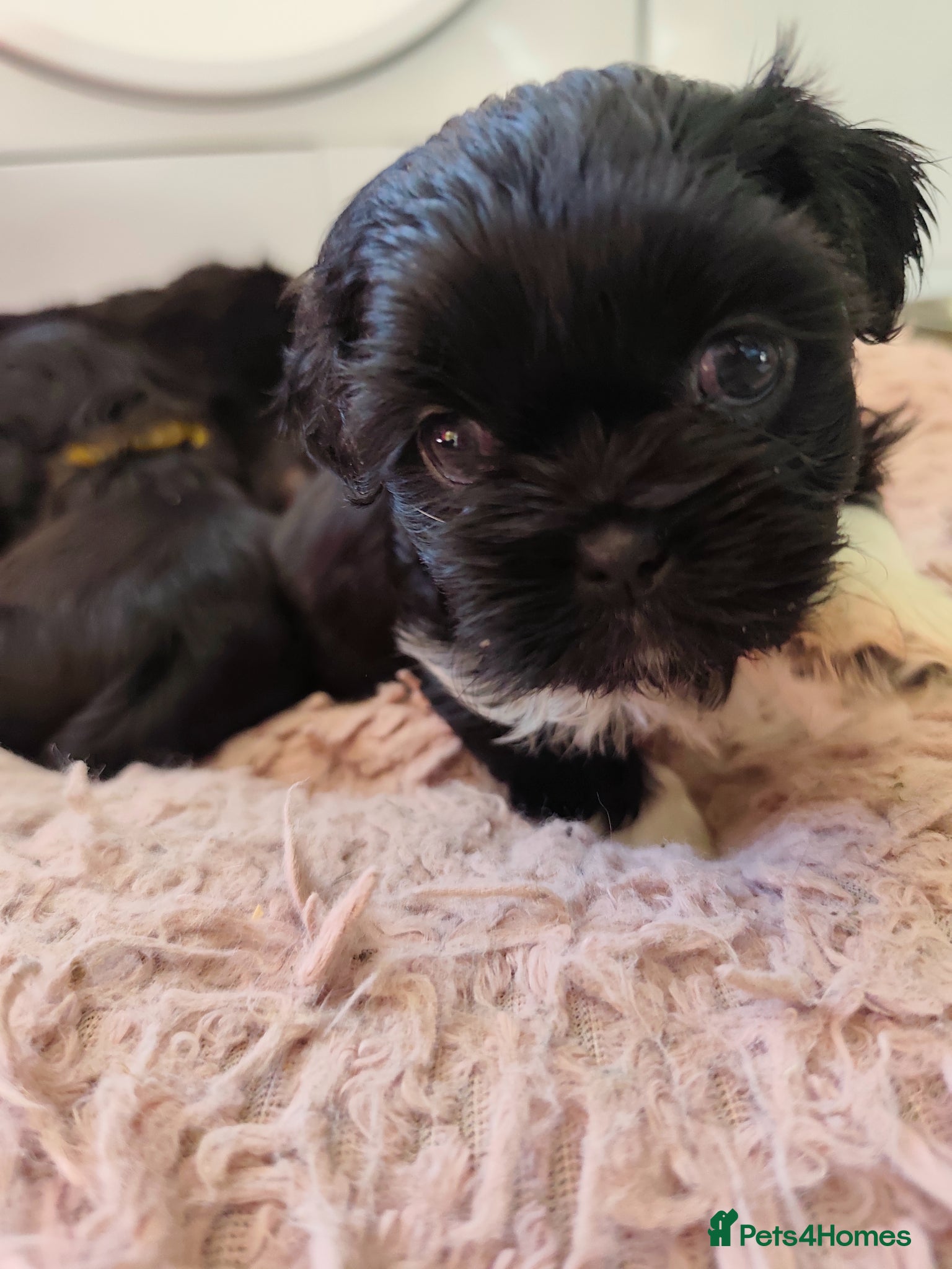 Shih Tzu dogs Gorgeous  shish tzu puppies  - Advert 2