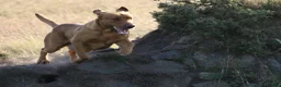 Labrador Retriever dogs for stud: Lawreycreek Jay (Sako) - Advert 2