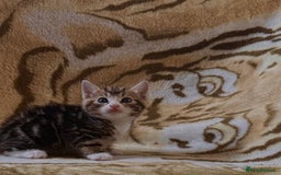 Mixed Breed cats for sale: 7 Beautiful Tabby Kitties in Greenford - Image 7