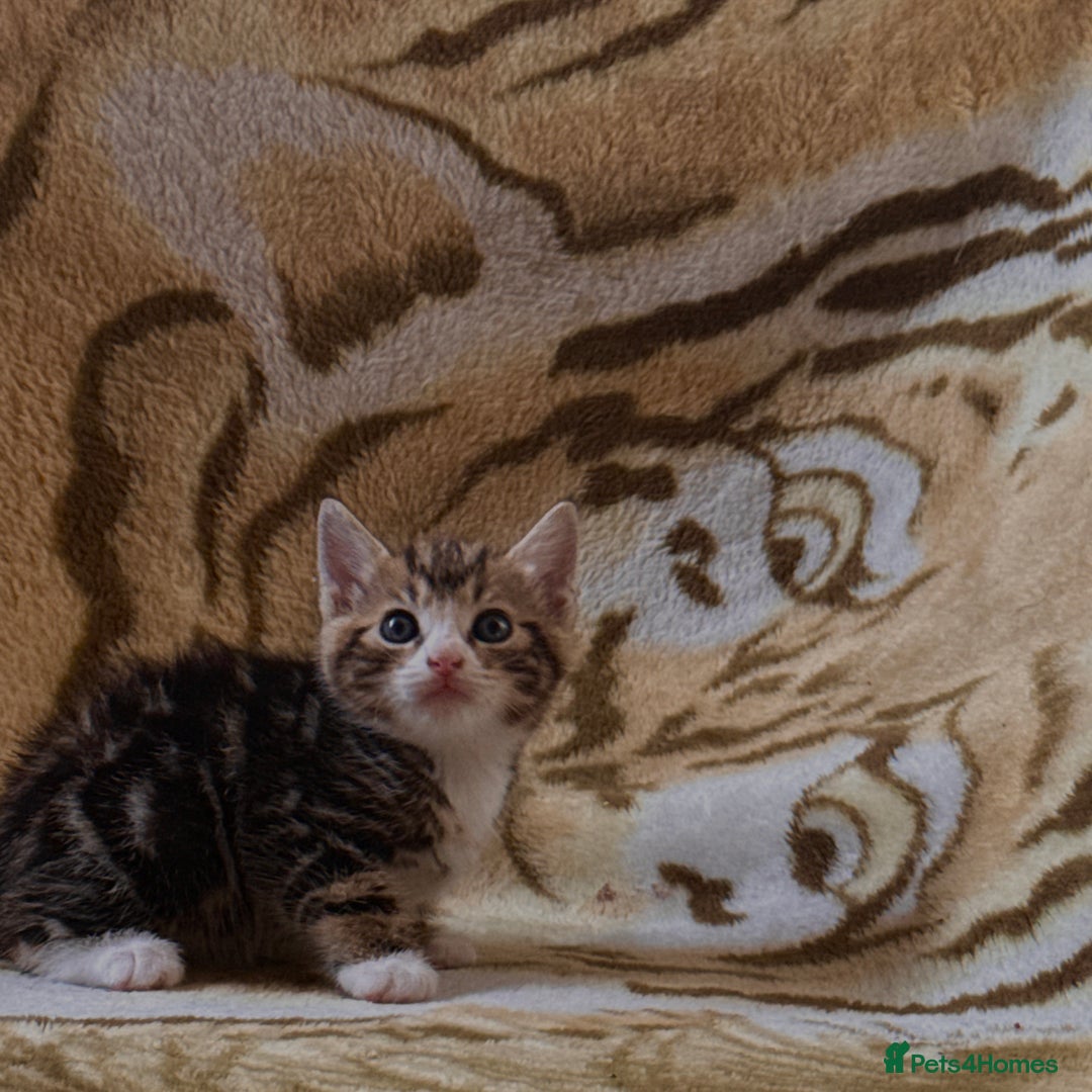 Mixed Breed cats for sale: 7 Beautiful Tabby Kitties in Greenford - Image 7