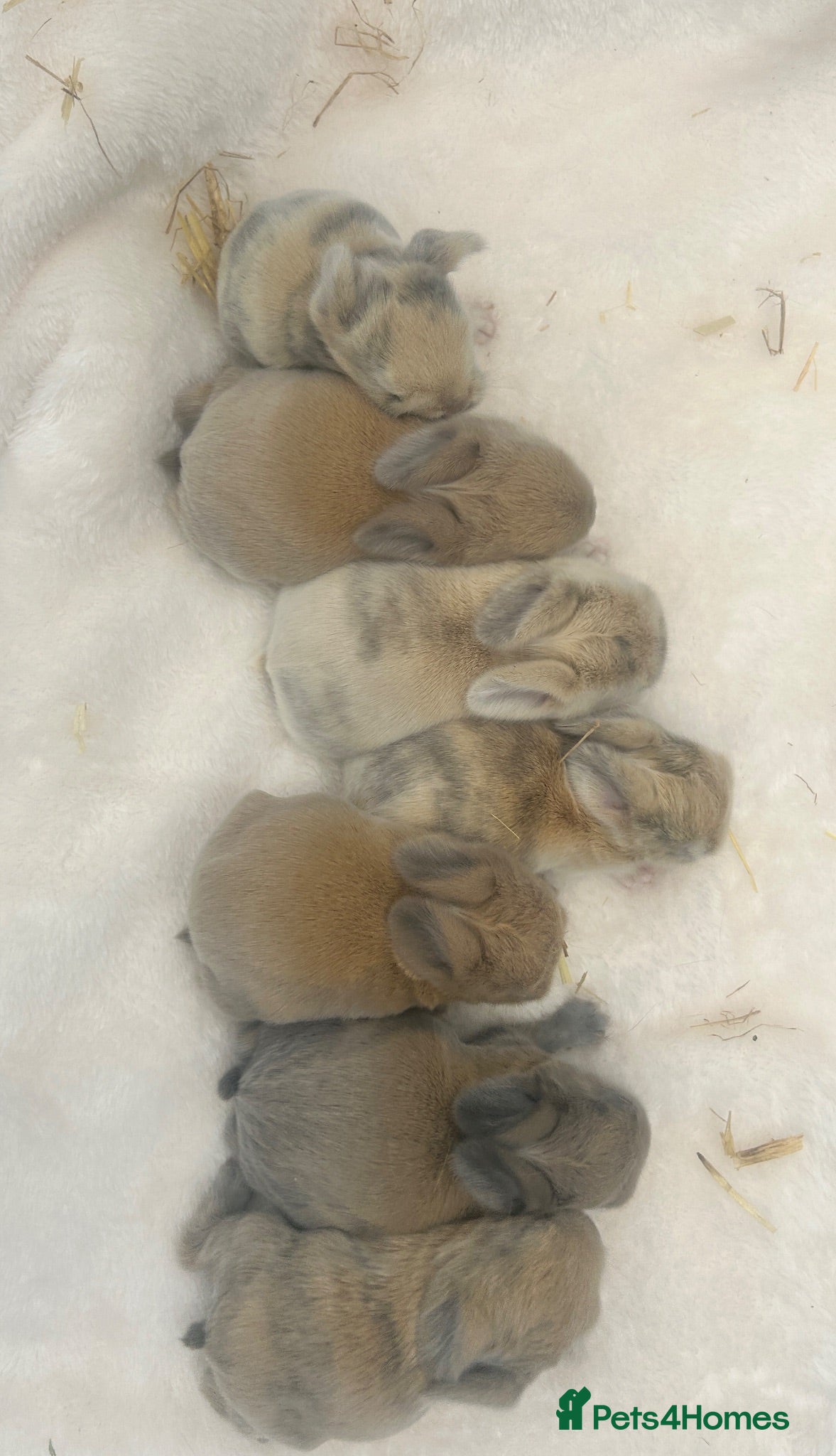 Mini Lop rabbits Mini lop babies 🐰 - Advert 14
