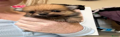 Pomeranian 2