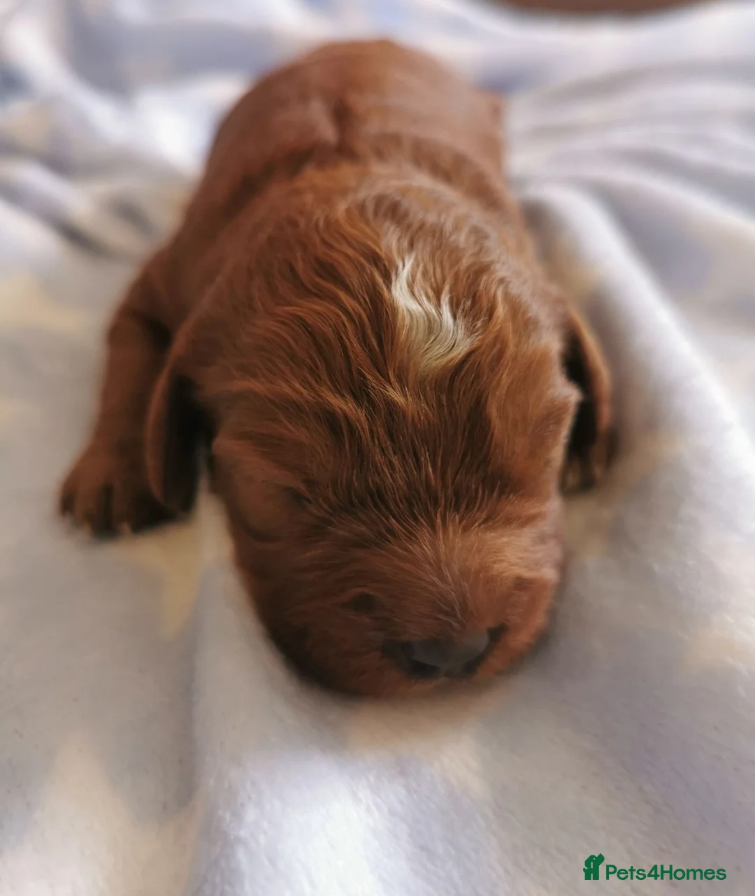Cavapoo dogs for sale: Extensively health tested F1b Cavapoo puppies  - Advert 13