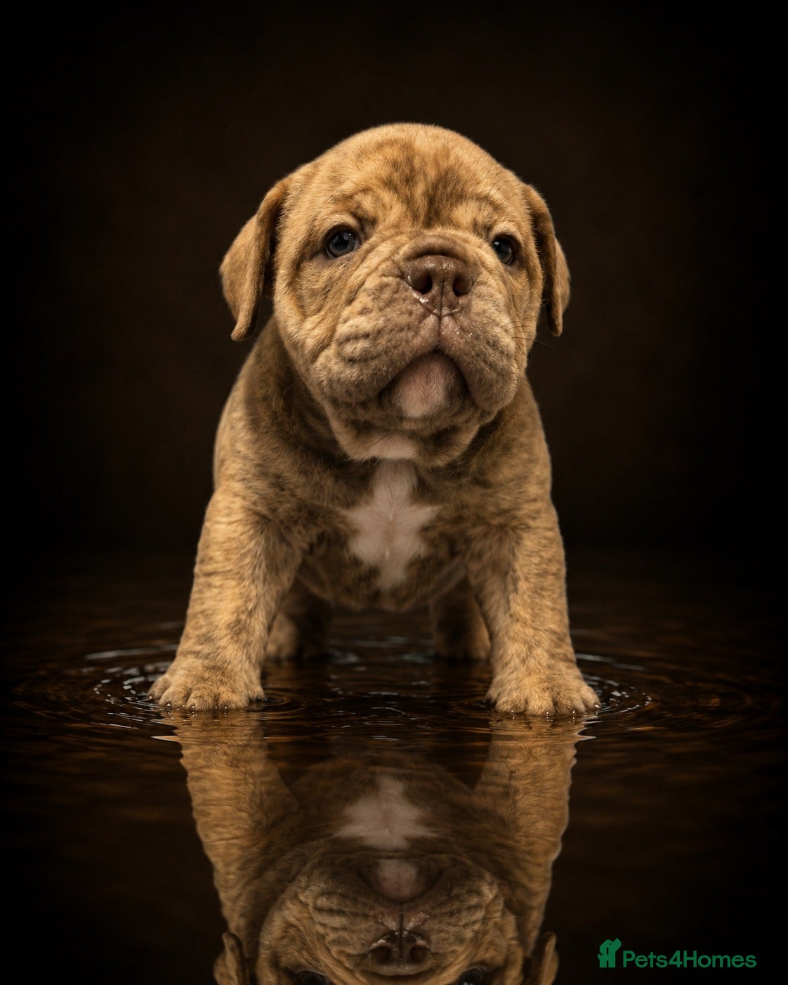 Olde English Bulldogge dogs Absolutely Stunning Olde English Bulldogge Boys - Advert 2