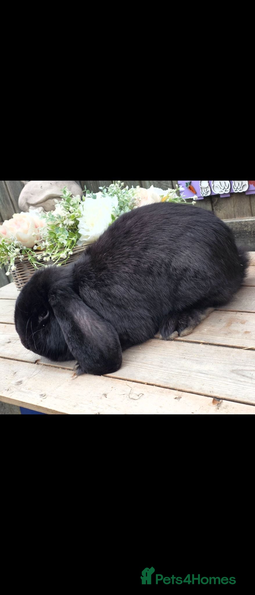 French Lop rabbits Sable french lop buck - Advert 2