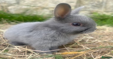 Netherland Dwarf rabbits - Advert 7