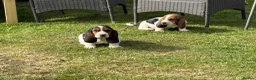 Basset Hound dogs for sale: Beautiful Basset Hound Puppies - Advert 2