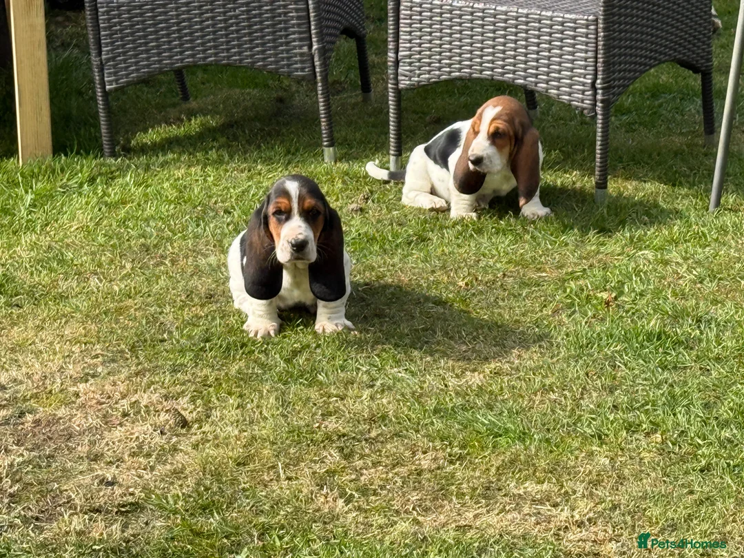 Basset Hound dogs for sale: Beautiful Basset Hound Puppies - Advert 2
