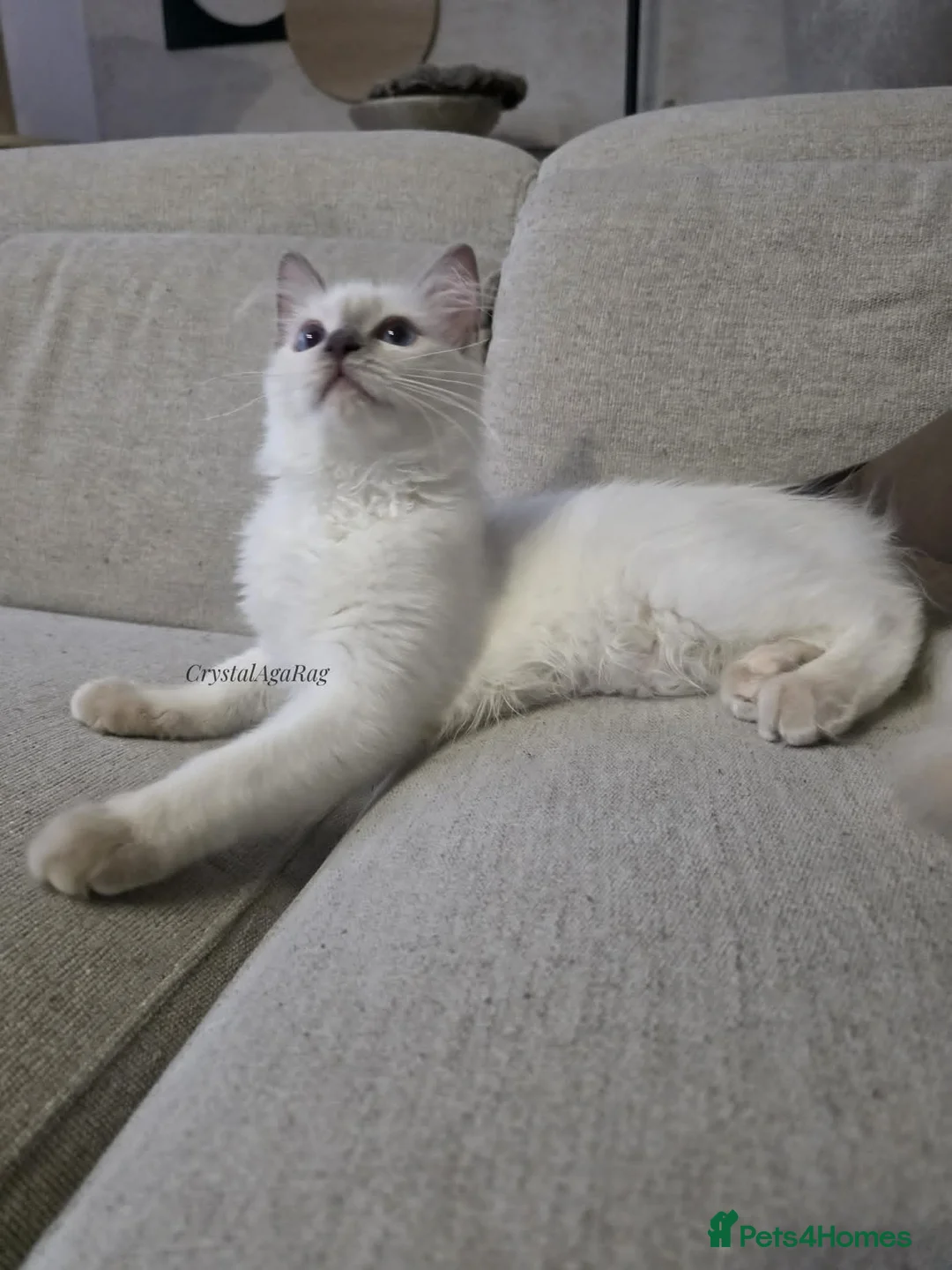 Ragdoll cats for sale: ✨ TORTIE ONE LEFT|CHAMPTION LINE|LITTER GCCF&TICA✨ - Advert 2