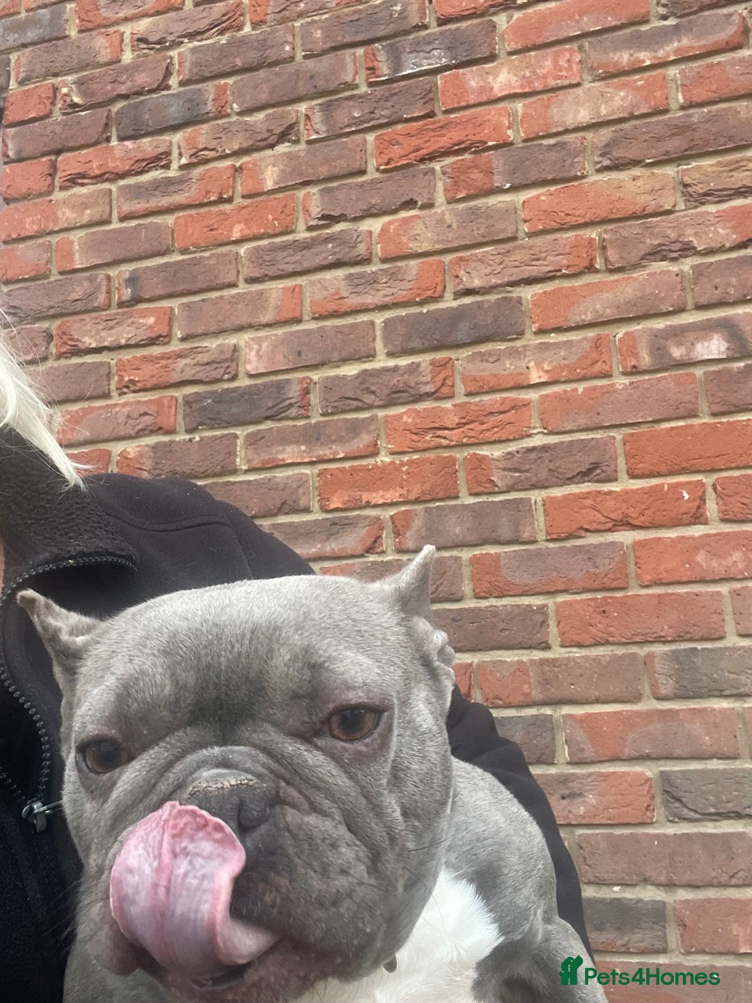 French Bulldog dogs for sale: Frenchie female - Advert 13