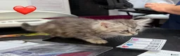 Siberian cats for sale: Hypoallergenic, fluffy beautiful healthy Siberians - Advert 6