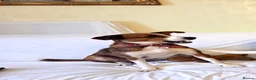 Mixed Breed dogs for adoption: Affectionate Milli looking for experienced owners - Advert 4