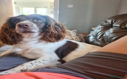 Sprocker dogs for sale: Sprocker puppies  - Image 7
