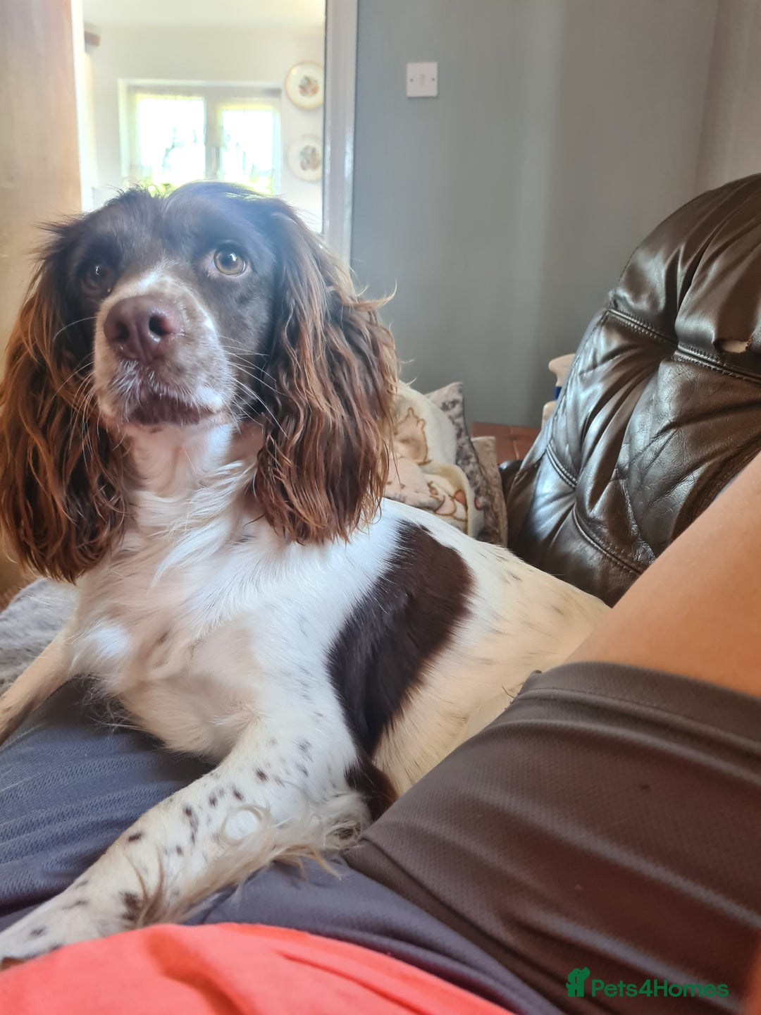 Sprocker dogs for sale: Sprocker puppies  - Image 7