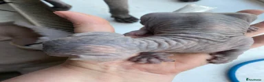 Sphynx 6