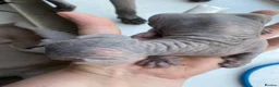Sphynx cats for sale: Sphinx babies - Advert 16