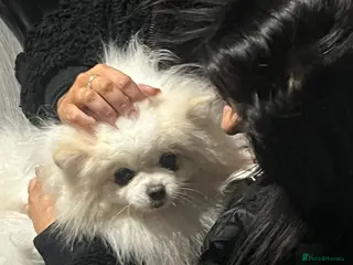 Pomeranian dogs Male Pomeranian - Advert 7